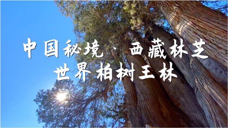 老鹰逃生